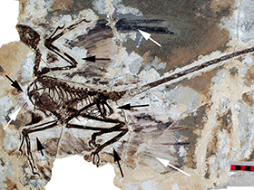 Federabdrücke des Microraptor / © Hone et al. Creative Commons 4.0 International (CC BY 4.0)