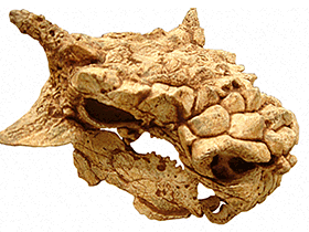 Schädel des Minotaurasaurus. Bild ist gemeinfrei (Public domain)
