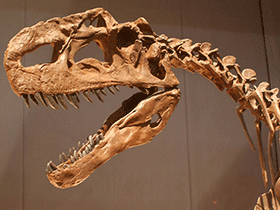 Schädel des Monolophosaurus / Kabacchi. Creative Commons 2.0 Generic (CC BY 2.0)