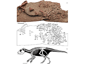 Fossil des Mosaiceratops
 / Zheng et al. Creative Commons 4.0 International (CC BY 4.0)
