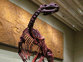 Skelett des Muttaburrasaurus / Neil Thompson. Creative Commons NonCommercial-NoDerivs 2.0 Generic (CC BY-NC-ND 2.0)
