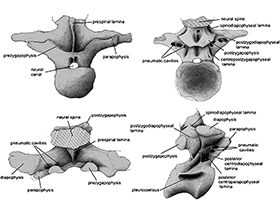 Wirbelknochen des Narambuenatitan / © Filippi et al. Creative Commons 4.0 International (CC BY 4.0)