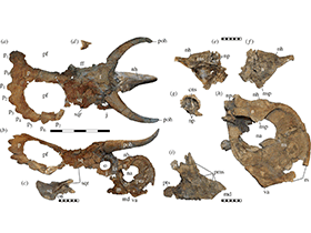 Holotyp des Nasutoceratops / Sampson et al. Creative Commons 4.0 International (CC BY 4.0)