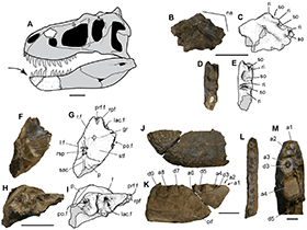 Holotyp des Nanuqsaurus / Fiorillo & Tykoski. Creative Commons 4.0 International (CC BY 4.0)