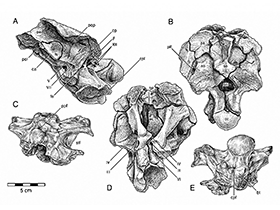 Holotyp des Nebulasaurus / Lida Xing, Tetsuto Miyashita, Philip J. Currie, Hailu You & Zhiming Dong. Creative Commons 4.0 International (CC BY 4.0)
