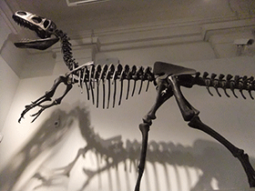 Skelett des Neovenator / Lee Haywood. Creative Commons ShareAlike 2.0 Generic (CC BY-SA 2.0)