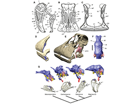 Schädeldetails des Nigersaurus / © Sereno et al. Creative Commons 4.0 International (CC BY 4.0)