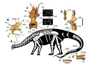 Skelettdetails des Nigersaurus / Sereno et al. Creative Commons 4.0 International (CC BY 4.0)