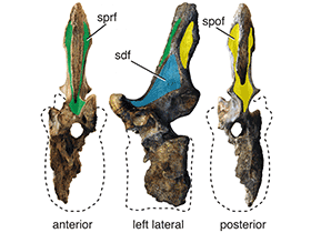 Wirbel des Nigersaurus / Sereno et al. Creative Commons 4.0 International (CC BY 4.0)
