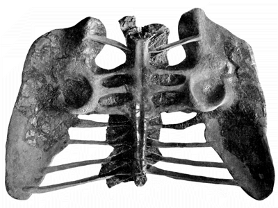 Becken des Nodosaurus / Bild ist gemeinfrei