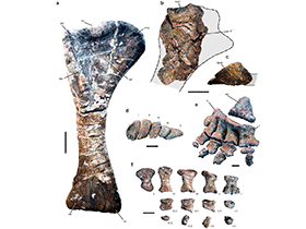 Fossilien des Notocolossus
 / González Riga et al. Creative Commons 4.0 International (CC BY 4.0)