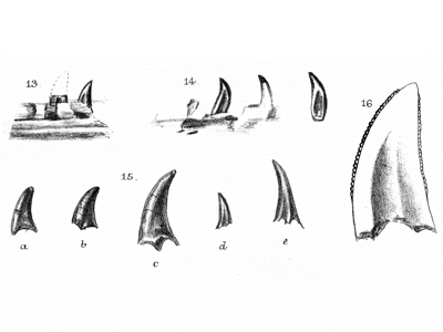 Fossilien des Nuthetes. Bild ist gemeinfrei 