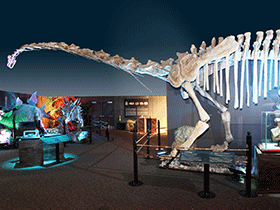 Omeisaurus / © Bernice Pauahi Bishop Museum. Creative Commons NonCommercial-ShareAlike 2.0 Generic (CC BY-NC-SA 2.0)