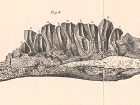 Kiefer des Owenodon. Bild ist gemeinfrei (public domain)