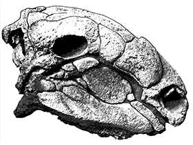 Schädelzeichnung des Panoplosaurus / Bild ist gemeinfrei (Public domain)