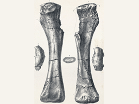 Holotyp des Pelorosaurus / Bild ist gemeinfrei (public domain)