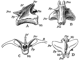 Holotyp des Pterospondylus / Bild ist gemeinfrei (Public domain)