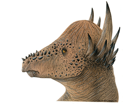 Pachycephalosaurus / © Bruno Hernandez. Verwendet mit freundlicher Genehmigung des Autors.