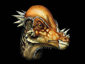 Pachycephalosaurus / © Davide Bonadonna.  Verwendet mit freundlicher Genehmigung des Autors.