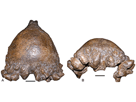 Holotyp des Pachycephalosaurus / Horner & Goodwin. Creative Commons 4.0 International (CC BY 4.0)