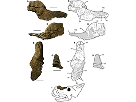 Fossilien des Pachyrhinosaurus / Fiorillo & Tykoski. Creative Commons 4.0 International (CC BY 4.0)