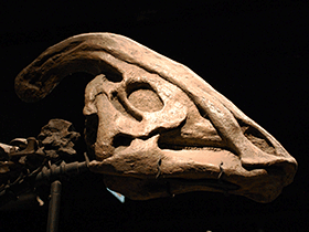 Schädel des Parasaurolophus / clio1789. Creative Commons NonCommercial-NoDerivs 2.0 Generic (CC BY-NC-ND 2.0)