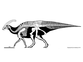 Skelettzeichnung des Parasaurolophus / © Scott Hartman. Verwendet mit freundlicher Genehmigung des Autors
