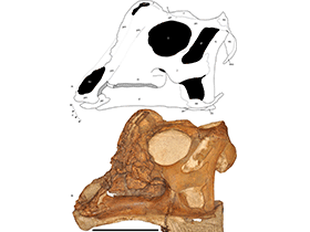 Schädel des Parasaurolophus / Farke et al. Creative Commons 4.0 International (CC BY 4.0)