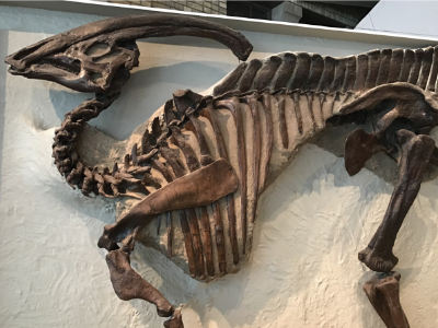 Parasaurolophus-Skelett / Bertozzo et al. Creative Commons NonCommercial International 4.0 (CC BY-NC 4.0)