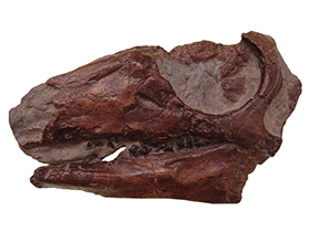Schädel des Parksosaurus / Bild ist gemeinfrei (Public domain)
