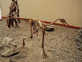 Skelett des Patagonykus / Simona Cerrato (OggiScienza). Creative Commons NoDerivs 2.0 Generic (CC BY-ND 2.0)