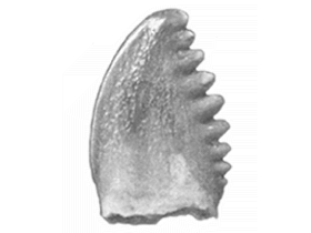 Holotyp des Pectinodon / Larson & Currie. Creative Commons 4.0 International (CC BY 4.0)