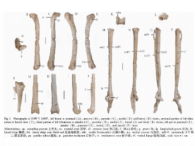 Holotyp / © Xu et al.