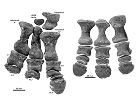 Fossilien des Pinacosaurus  / Currie et al. Creative Commons 4.0 International (CC BY 4.0)