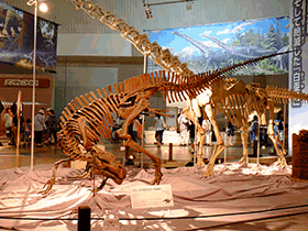 Probactrosaurus / Kumiko. Creative Commons ShareAlike 2.0 Generic (CC BY-SA 2.0)