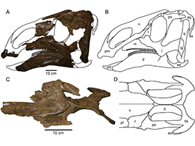 Holotyp des Probrachylophosaurus / 
Freedman Fowler 
& Horner. Creative Commons 4.0 International (CC BY 4.0)