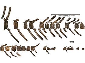 Wirbelknochen des Probrachylophosaurus / Freedman Fowler 
& Horner. Creative Commons 4.0 International (CC BY 4.0)