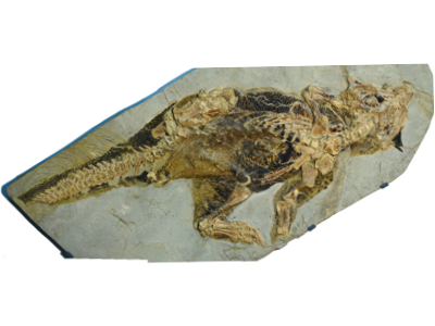 Frankfurter Fossil des Psittacosaurus / Vinther et al. Non-Commercial Government Licence for public sector information