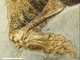 Bein des Psittacosaurus / Vinther et al. Creative Commons 4.0 International (CC BY 4.0)
