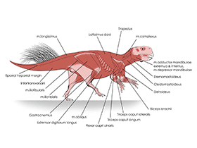 Muskelgruppen des Psittacosaurus / Vinther et al. Creative Commons 4.0 International (CC BY 4.0)