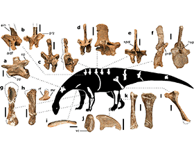Fossilien des Pulanesaura / McPhee et al. Creative Commons 4.0 International (CC BY 4.0)