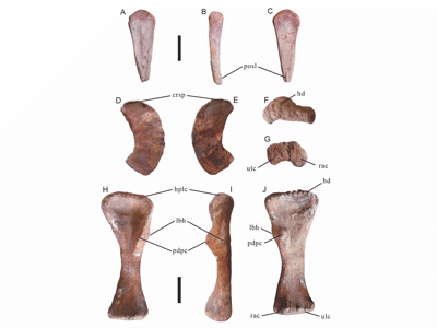 Fossilien / © Mo et al. Fossilien / © Mo et al.