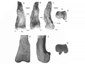 Femur des Quilmesaurus / Juárez Valieri et al. 