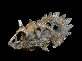 Regaliceratops / © Royal Tyrrell Museum. Verwendet mit freundlicher Genehmigung des Royal Tyrrell Museum of Palaeontology, Drumheller, Alberta