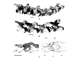 Wirbelknochen des Rinconsaurus / Calvo et al. Creative Commons NonCommercial 3.0 Unported (CC BY-NC 3.0)