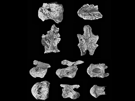 Wirbelknochen des Rocasaurus / Garcia & Salgado. Creative Commons 4.0 International (CC BY 4.0)