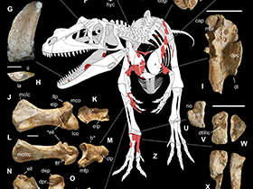Skelettelemente / Dal Sasso et al. Creative Commons 4.0 International (CC BY 4.0)