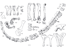Holotyp des Sarahsaurus / © Rowe et al. Creative Commons 4.0 International (CC BY 4.0)