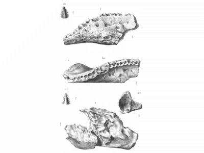 Unterkieferfragment des Sarcolestes. Bild ist gemeinfrei (Public domain)