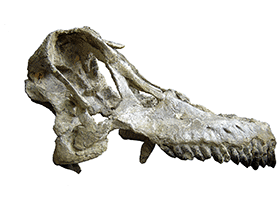 Schädel des Sarmientosaurus / Martínez et al. Creative Commons 4.0 International (CC BY 4.0)